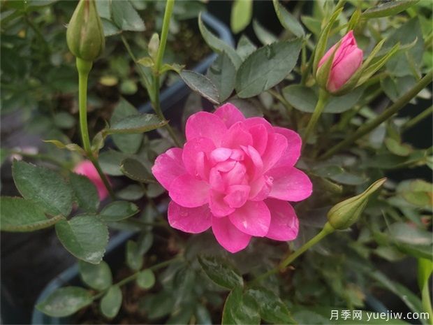 超微型月季嫁接树状月季芽点数量的选择(图1) 超微型月季嫁接树状月季芽点数量的选择(图1)