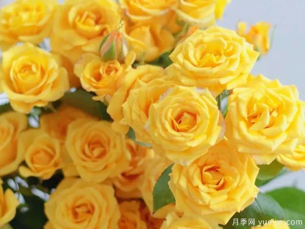 梦幻芭比月季(图1) 梦幻芭比月季(图1)