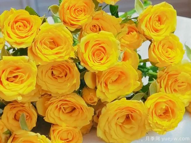 梦幻芭比月季(图2) 梦幻芭比月季(图2)