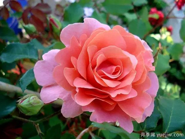 落日华光月季/阿里巴巴月季(图1) 落日华光月季/阿里巴巴月季(图3)