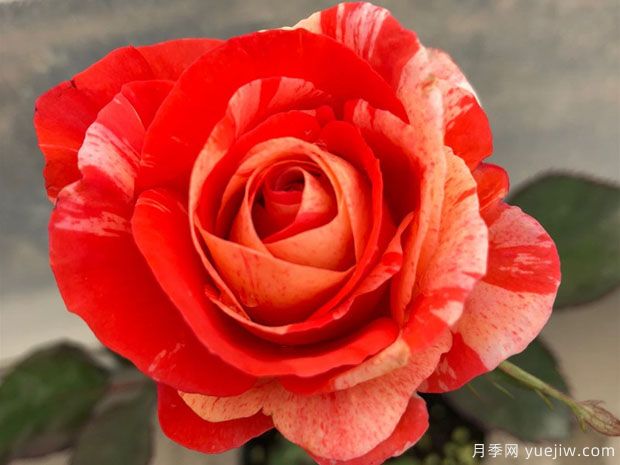 热带雨林月季(图1) 热带雨林月季(图1)