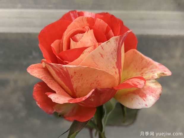 热带雨林月季(图2) 热带雨林月季(图2)