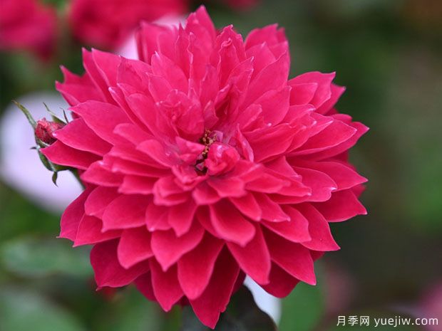 丝绸之路月季(图1) 丝绸之路月季(图1)