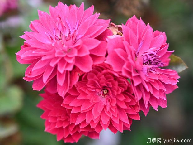 丝绸之路月季(图2) 丝绸之路月季(图2)