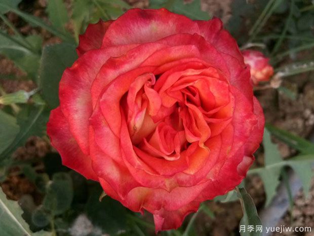 狮子王月季(德国)(图1)