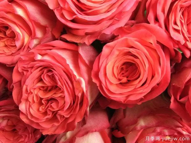 狮子王月季(德国)(图2)