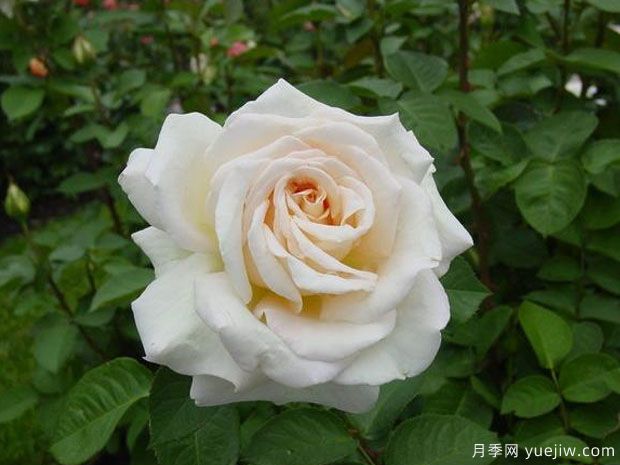 娇兰百乐花园月季/百花乐园月季(图2)