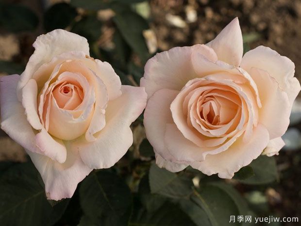 娇兰百乐花园月季/百花乐园月季(图3)