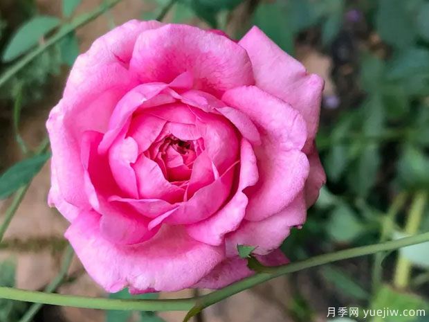 湖中月月季/坎特夫人月季(图1)