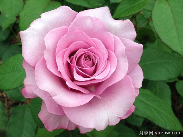 又香又美！全球最香月季10大排行榜(图17)