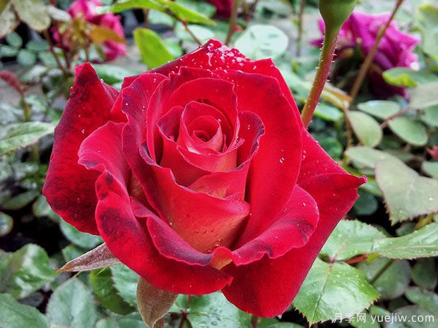 梅朗随想曲月季/梅郎随想曲月季(图3) 梅朗随想曲月季/梅郎随想曲(图3)