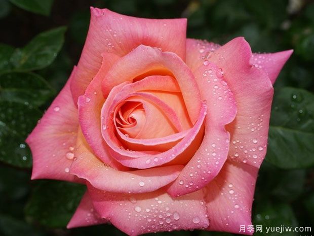 芝加哥和平月季(图1) 芝加哥和平月季(图1)