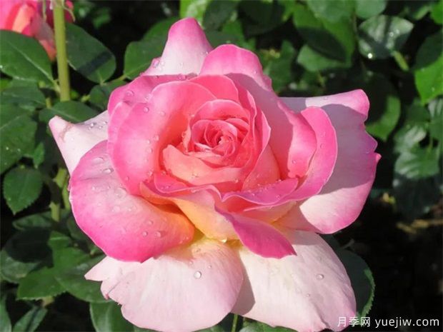 芝加哥和平月季(图4) 芝加哥和平月季(图4)