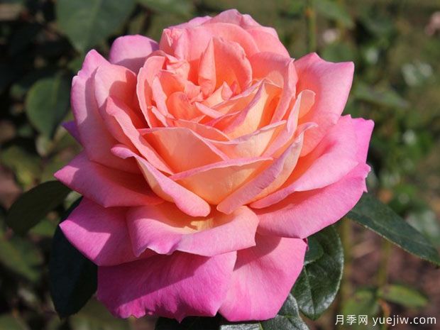 芝加哥和平月季(图2) 芝加哥和平月季(图2)