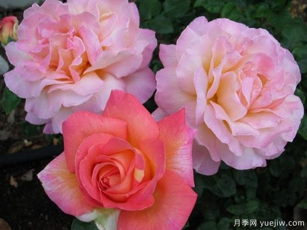 芝加哥和平月季(图3) 芝加哥和平月季(图3)