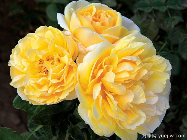 米开朗基罗月季/慈祥的皇后月季(图1) 米开朗基罗月季/慈祥的皇后月季(图1)