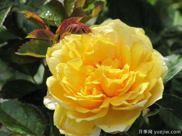 米开朗基罗月季/慈祥的皇后月季(图2) 米开朗基罗月季/慈祥的皇后月季(图2)