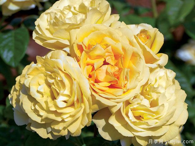 米开朗基罗月季/慈祥的皇后月季(图3) 米开朗基罗月季/慈祥的皇后月季(图3)