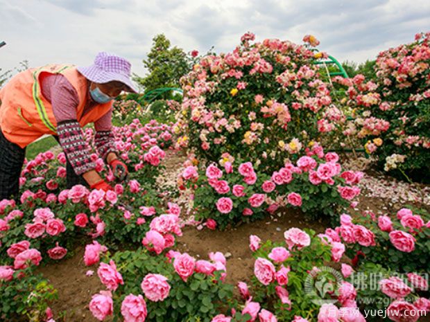 宿州月季市花文化和景观图集(图4)