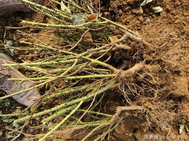 5.6万棵黄从容红从容月季裸根苗绿化江苏工程(图1)