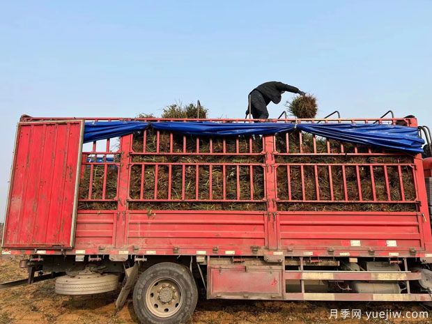 5.6万棵黄从容红从容月季裸根苗绿化江苏工程(图3)