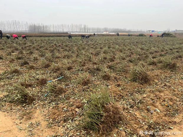 5.6万棵黄从容红从容月季裸根苗绿化江苏工程(图2)