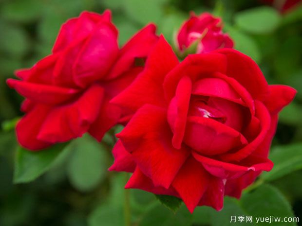 爱情降临月季/痴情月季(图2)