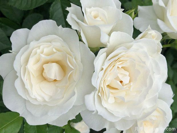 冰山宝宝月季(图1)