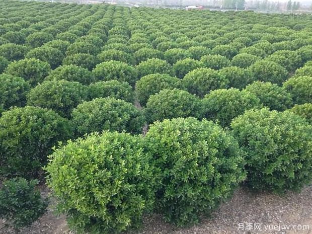 大叶黄杨(图1)