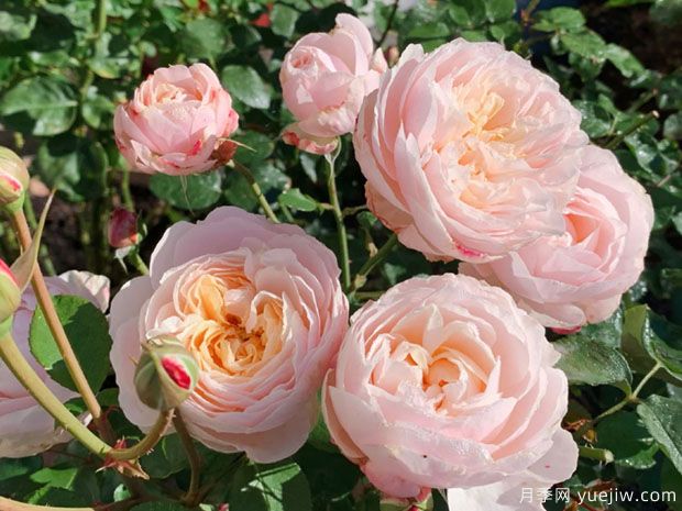 巴黎月光月季,颜值与香味并存的网红(图1) 巴黎月光月季,颜值与香味并存的网红(图1)