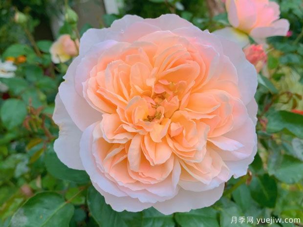 巴黎月光月季,颜值与香味并存的网红(图2) 巴黎月光月季,颜值与香味并存的网红(图2)