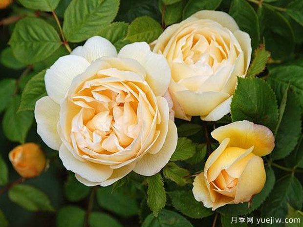 乔伊斯巴登月季(图1) 乔伊斯巴登月季/澳洲热情(图1)