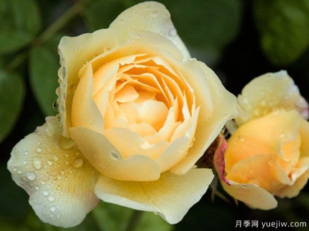 乔伊斯巴登月季(图2) 乔伊斯巴登月季/澳洲热情(图2)