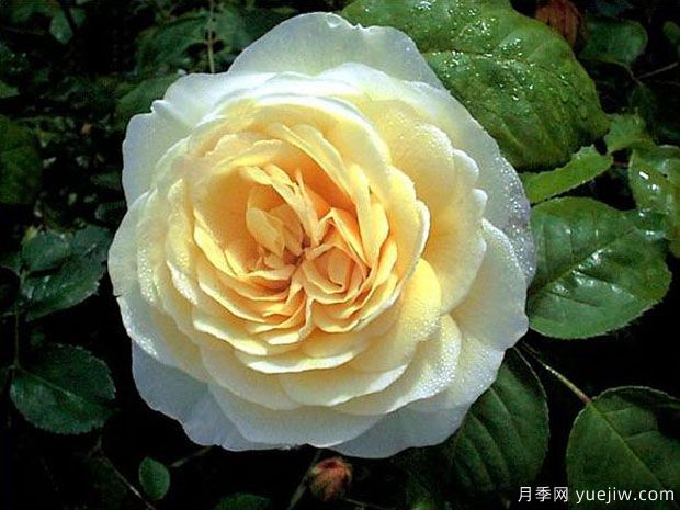 乔伊斯巴登月季(图3) 乔伊斯巴登月季/澳洲热情(图3)