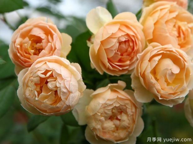 30个浓香月季品种，养一棵满院飘香(图1)