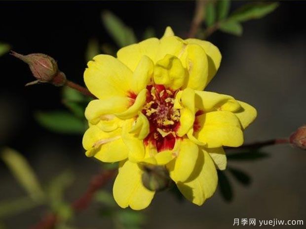 底格里斯河月季(图2)