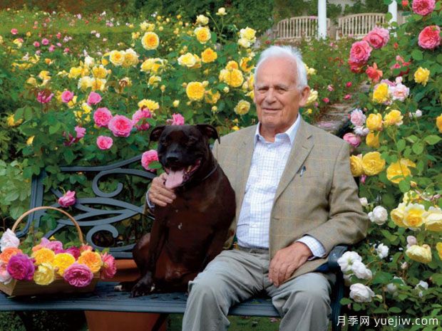 英国月季之父大卫奥斯汀的月季花园 最美的月季都在这里(图1)