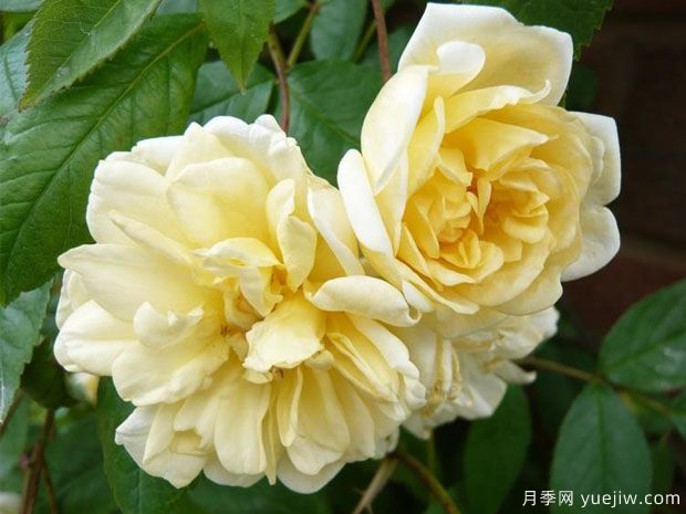 马文山月季(图4)