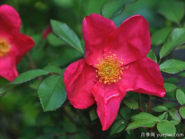 皮卡第的玫瑰月季(图1)