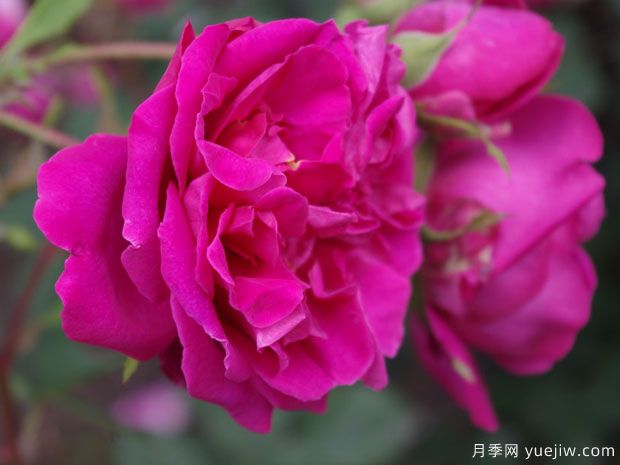 汤姆奥桑特月季/塔姆奧沙特月季(图1)