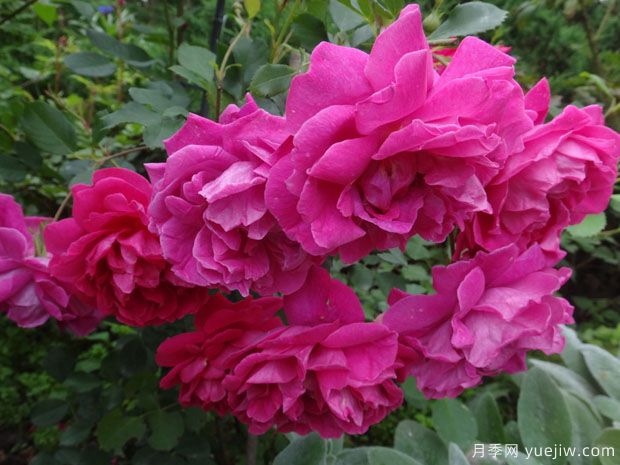 汤姆奥桑特月季/塔姆奧沙特月季(图3)