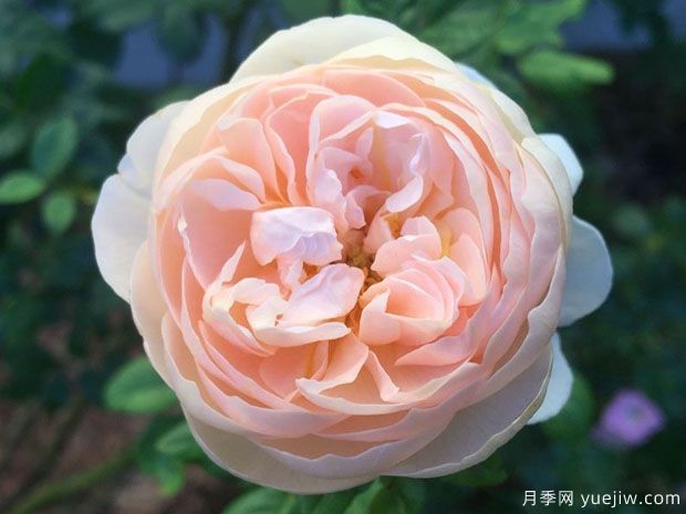 牧羊女月季在每个阶段的修剪方法(图1)