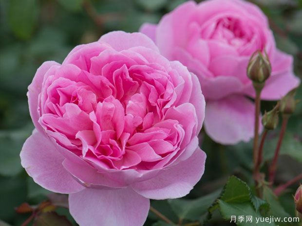 梅德玛丽安月季/女仆马里昂月季(图1)