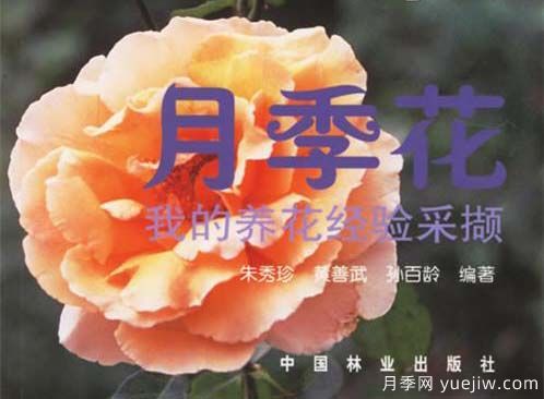 月季图书：朱秀珍《月季花:我的养花经验采撷》(图1)