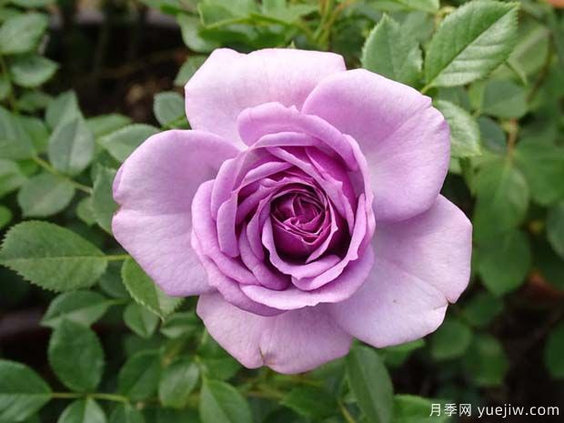 薰衣草门廊月季/紫色花环/薰衣草阳台/薰衣草花环(图3) 薰衣草门廊月季/紫色花环/薰衣草阳台/薰衣草花环(图3)