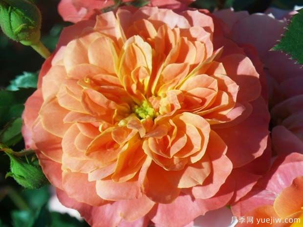 柑橘花环月季(图1)
