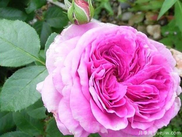 香水花环月季/香水门廊(图2)