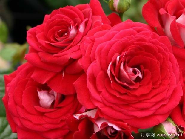 双色花环月季(图2) 双色花环月季(图2)