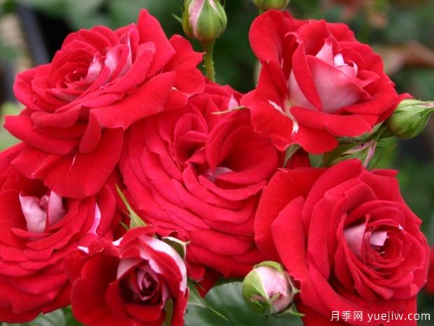 双色花环月季(图1) 双色花环月季(图1)