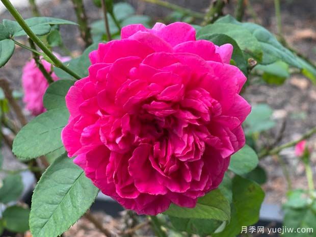 黑影夫人月季/黑夫人(图1)